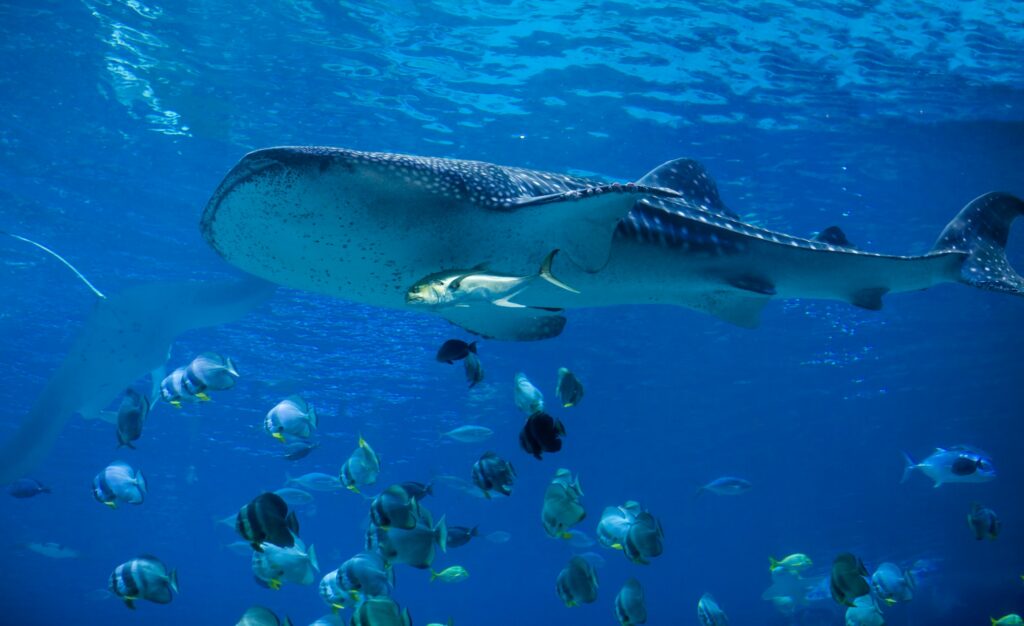 whale shark